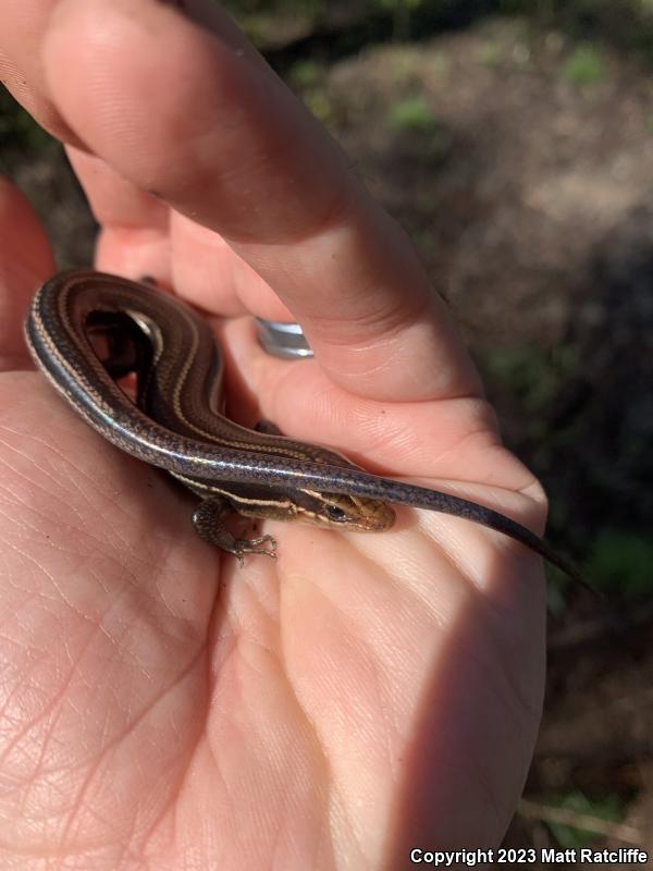 Southeastern Five-lined Skink (Plestiodon inexpectatus)