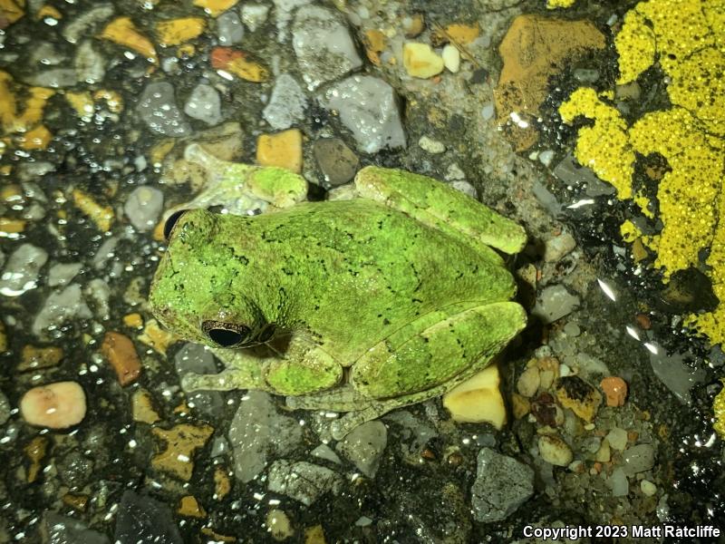 Bird-voiced Treefrog (Hyla avivoca)