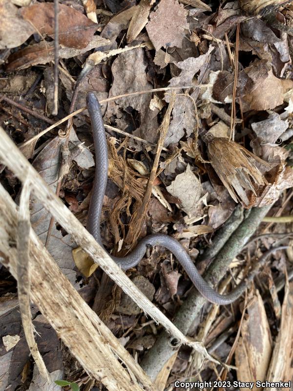 Eastern Wormsnake (Carphophis amoenus)