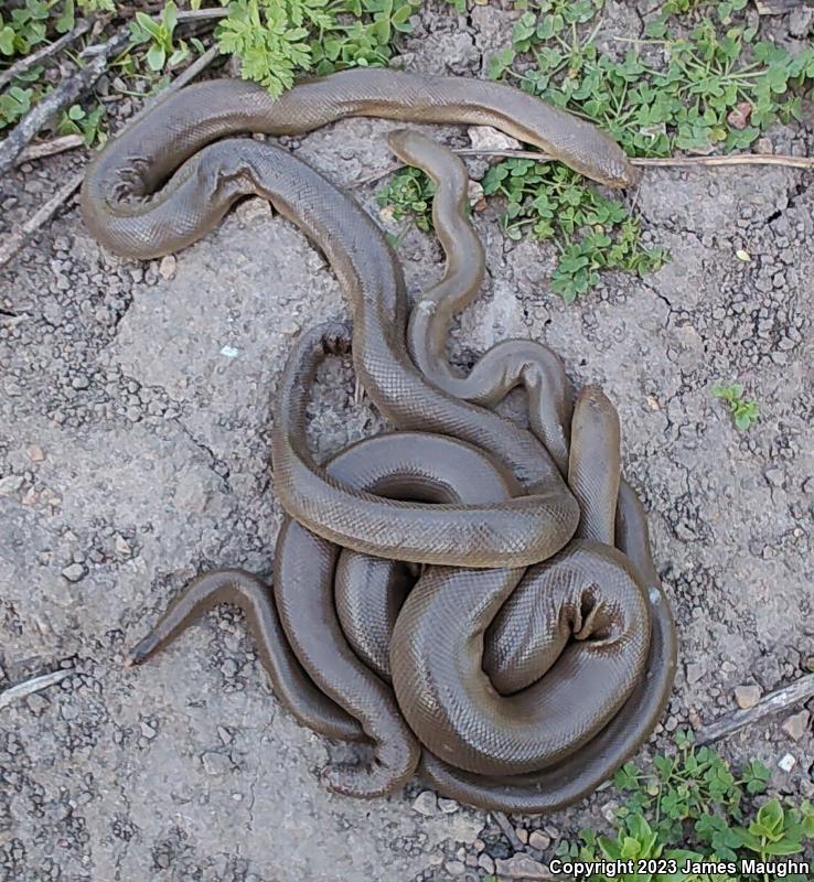 Northern Rubber Boa (Charina bottae)