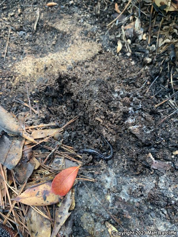 Mississippi Slimy Salamander (Plethodon mississippi)