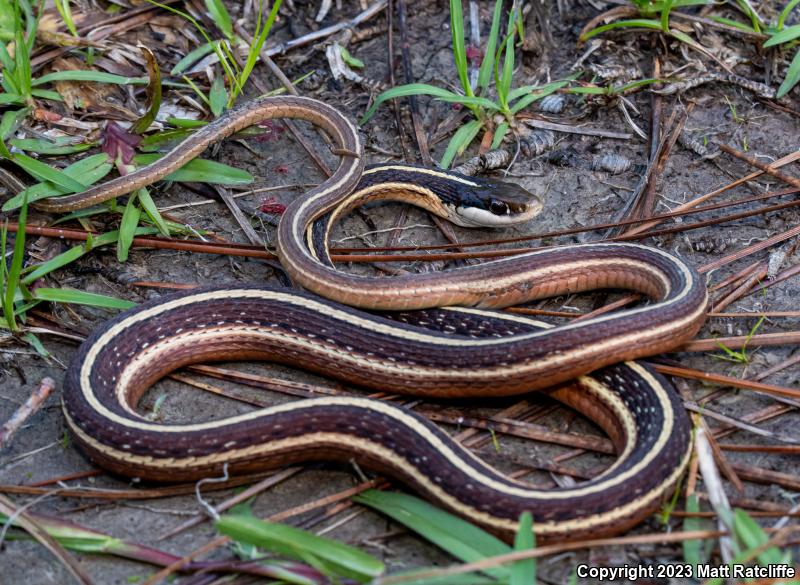 Eastern Ribbonsnake (Thamnophis sauritus sauritus)