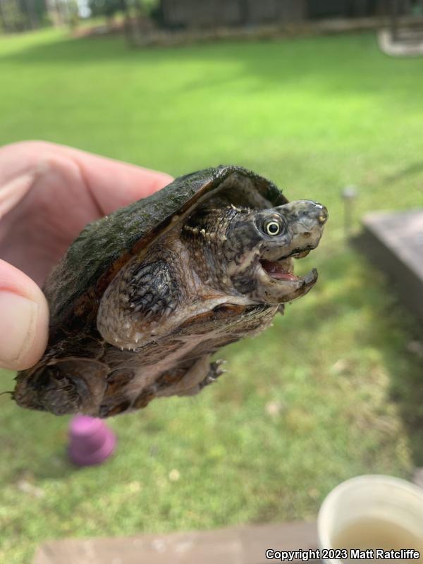 Eastern Musk Turtle (Sternotherus odoratus)