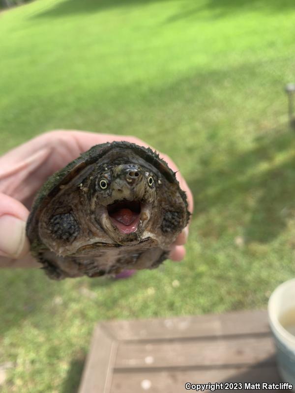 Eastern Musk Turtle (Sternotherus odoratus)