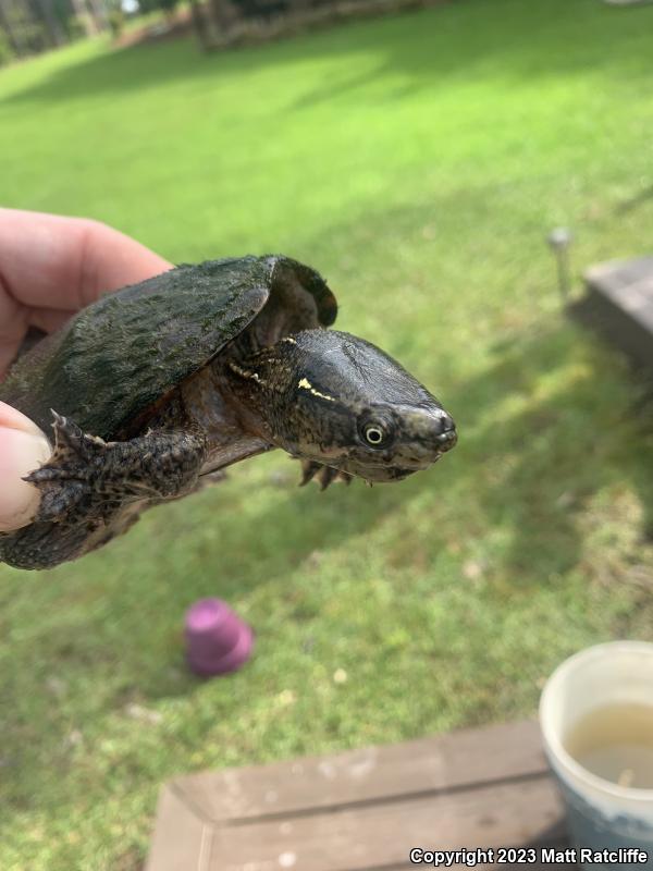 Eastern Musk Turtle (Sternotherus odoratus)