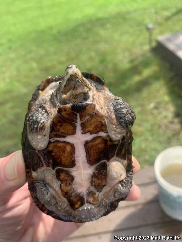 Eastern Musk Turtle (Sternotherus odoratus)