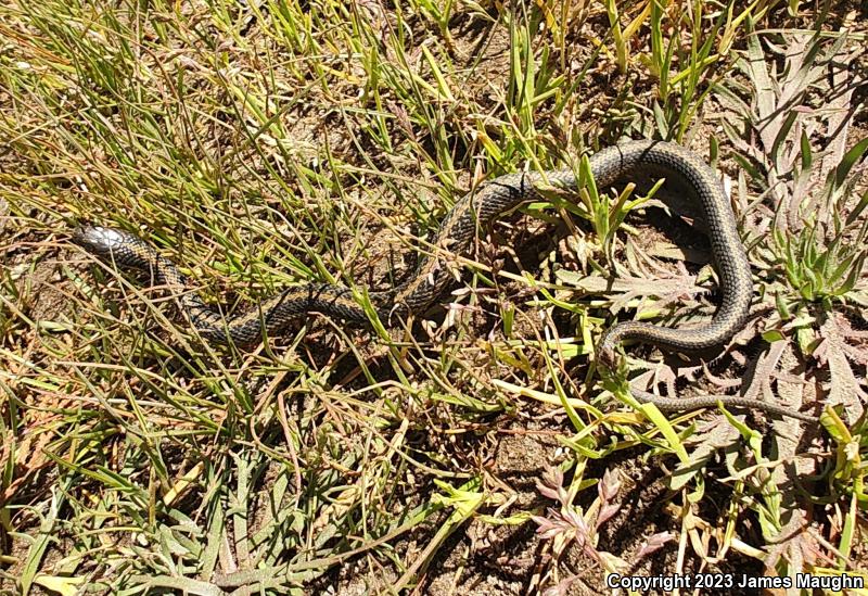 Santa Cruz Gartersnake (Thamnophis atratus atratus)