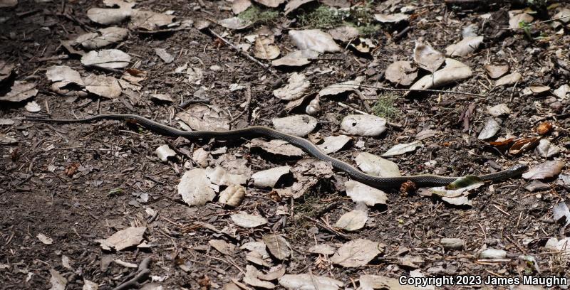 Santa Cruz Gartersnake (Thamnophis atratus atratus)