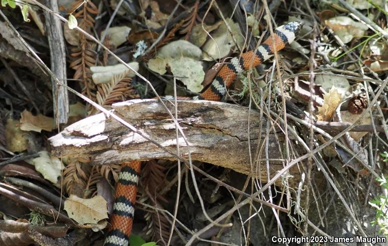 Coast Mountain Kingsnake (Lampropeltis zonata multifasciata)