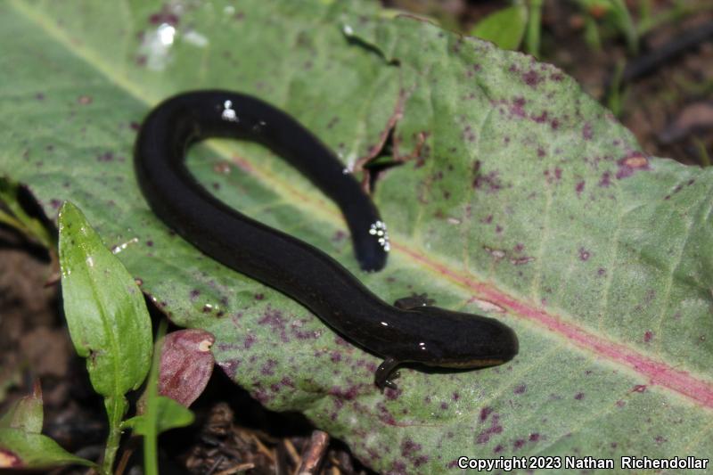 Western Lesser Siren (Siren intermedia nettingi)