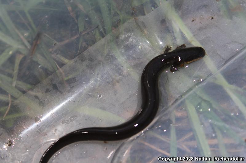 Western Lesser Siren (Siren intermedia nettingi)