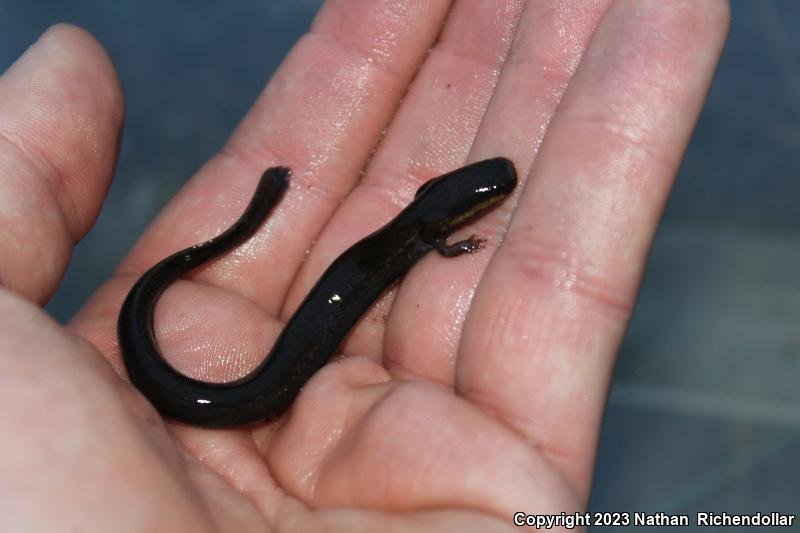 Western Lesser Siren (Siren intermedia nettingi)