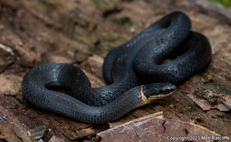 Mississippi Ring-necked Snake (Diadophis punctatus stictogenys)