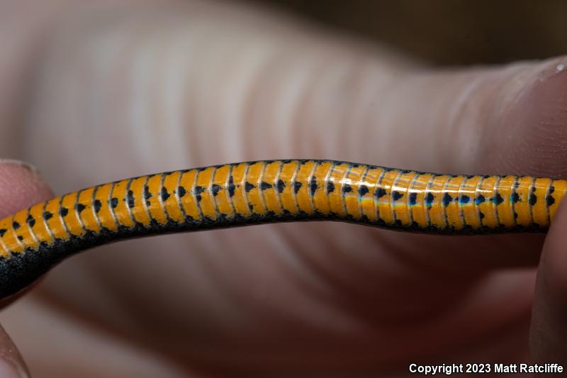 Mississippi Ring-necked Snake (Diadophis punctatus stictogenys)