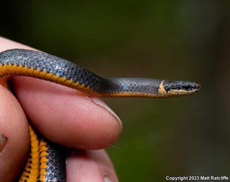 Mississippi Ring-necked Snake (Diadophis punctatus stictogenys)