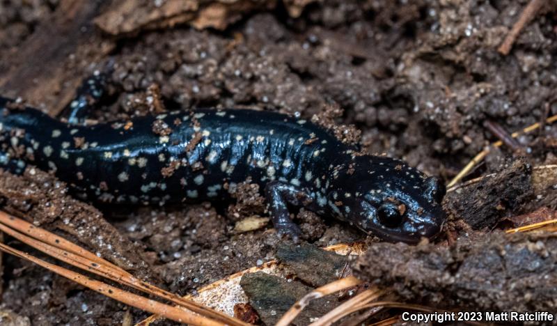 Mississippi Slimy Salamander (Plethodon mississippi)