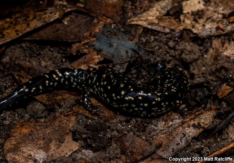 Mississippi Slimy Salamander (Plethodon mississippi)