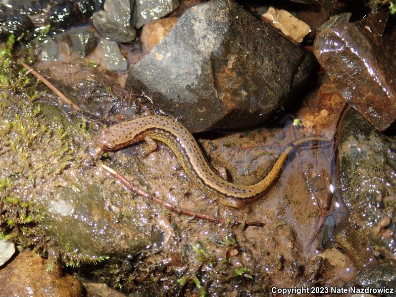 Northern Two-lined Salamander (Eurycea bislineata)