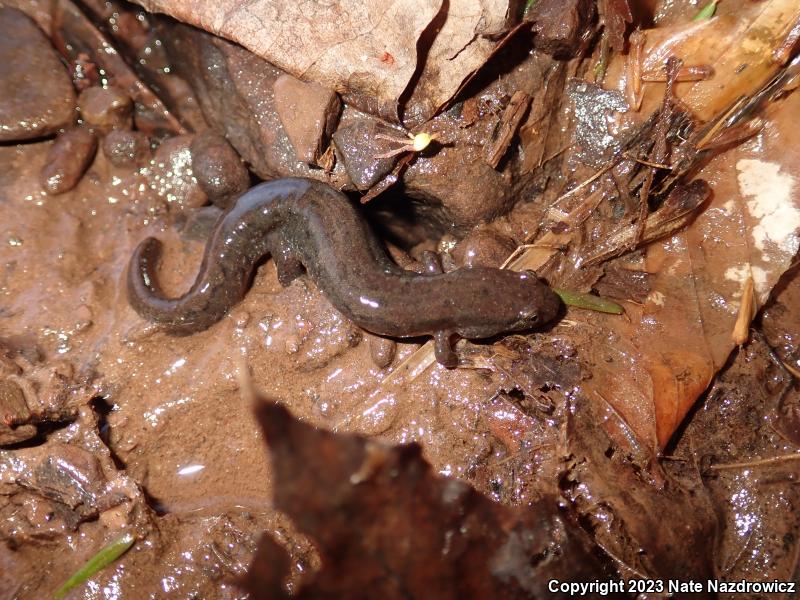 Northern Dusky Salamander (Desmognathus fuscus)