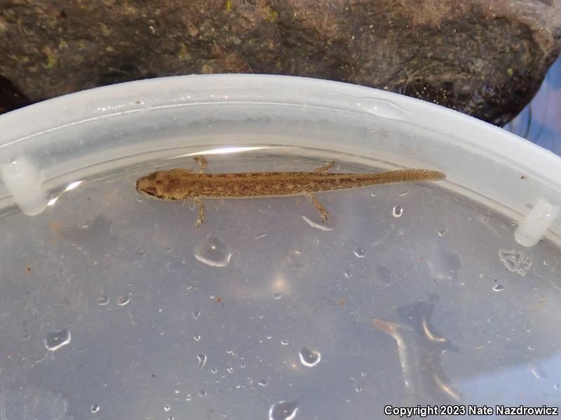 Northern Two-lined Salamander (Eurycea bislineata)