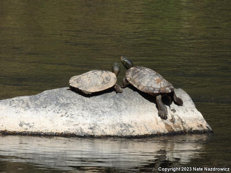 Northern Map Turtle (Graptemys geographica)