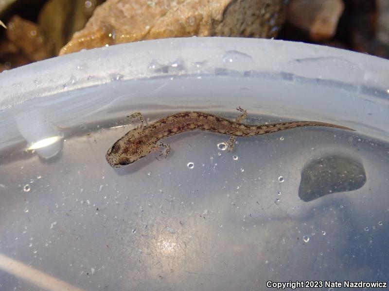 Northern Two-lined Salamander (Eurycea bislineata)