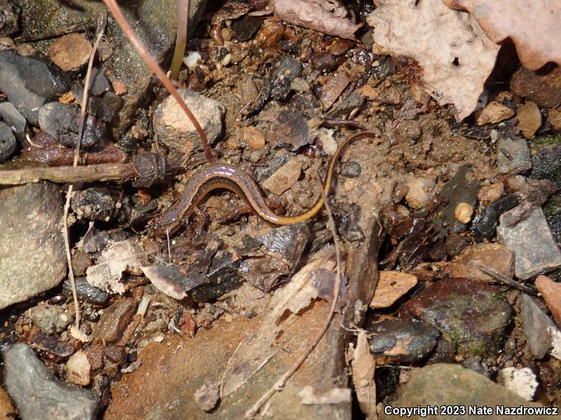 Northern Two-lined Salamander (Eurycea bislineata)