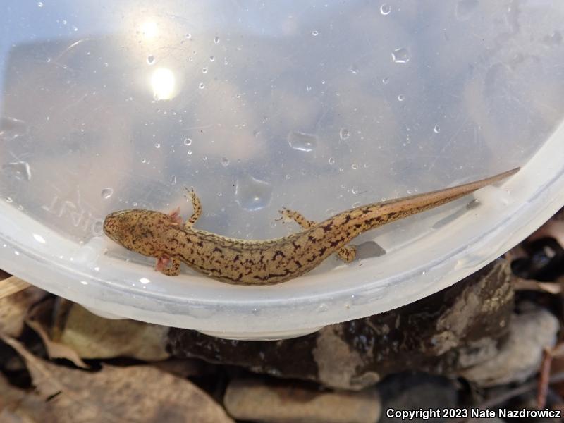 Northern Two-lined Salamander (Eurycea bislineata)