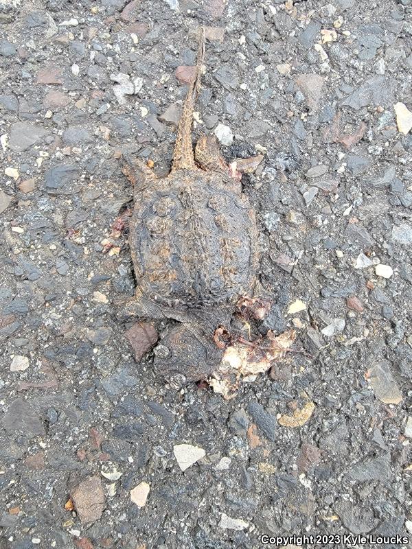 Eastern Snapping Turtle (Chelydra serpentina serpentina)