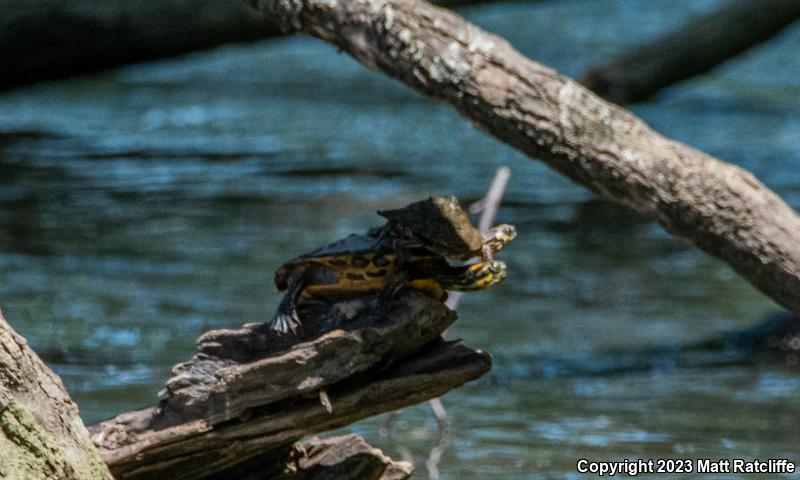 Alabama Map Turtle (Graptemys pulchra)