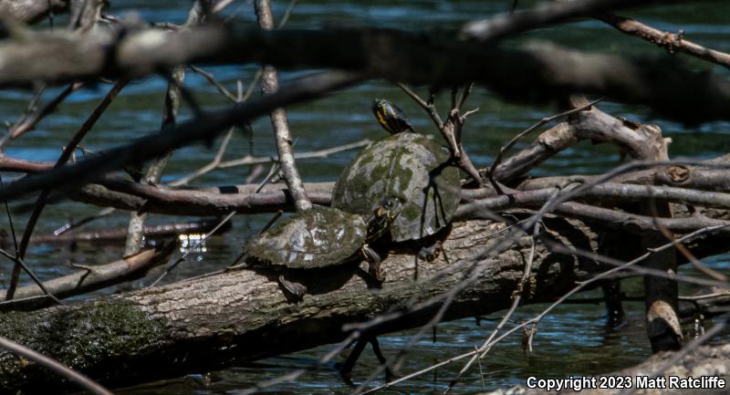 Alabama Map Turtle (Graptemys pulchra)