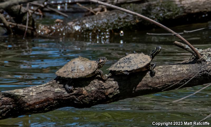 Black-knobbed Map Turtle (Graptemys nigrinoda nigrinoda)