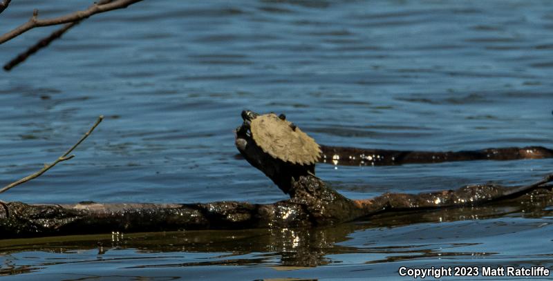 Black-knobbed Map Turtle (Graptemys nigrinoda nigrinoda)