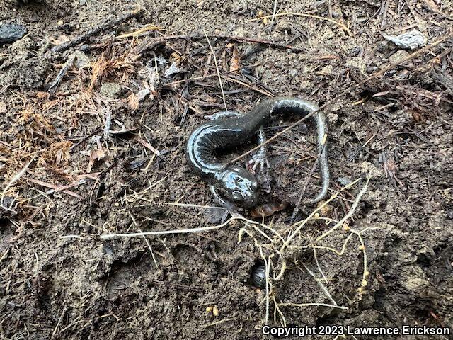 Speckled Black Salamander (Aneides flavipunctatus flavipunctatus)