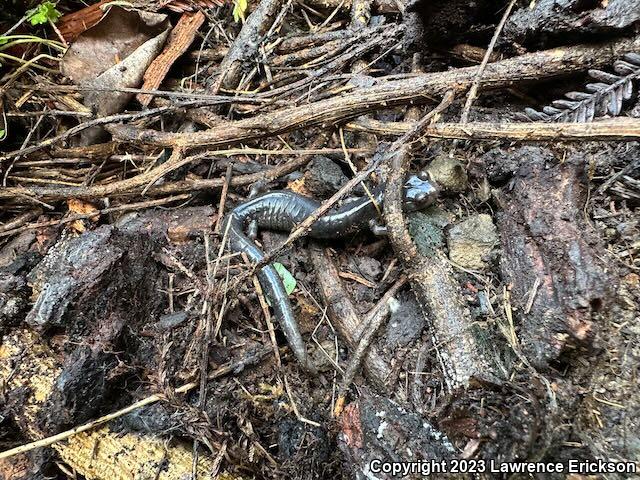 Speckled Black Salamander (Aneides flavipunctatus flavipunctatus)