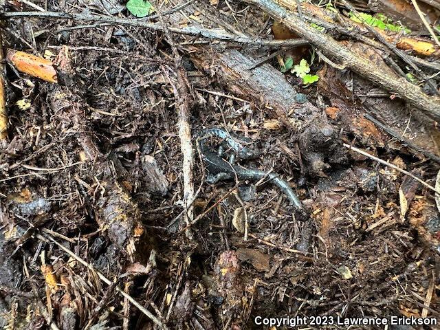 Speckled Black Salamander (Aneides flavipunctatus flavipunctatus)