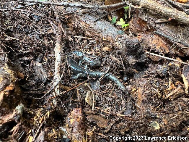 Speckled Black Salamander (Aneides flavipunctatus flavipunctatus)