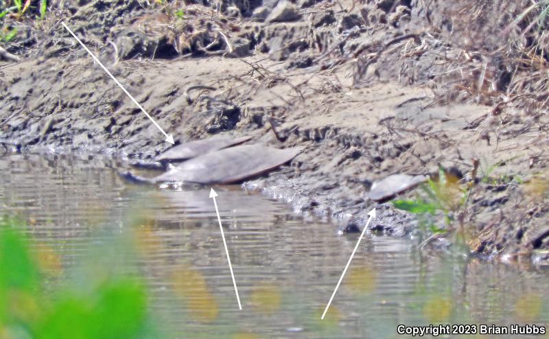 Texas Spiny Softshell (Apalone spinifera emoryi)