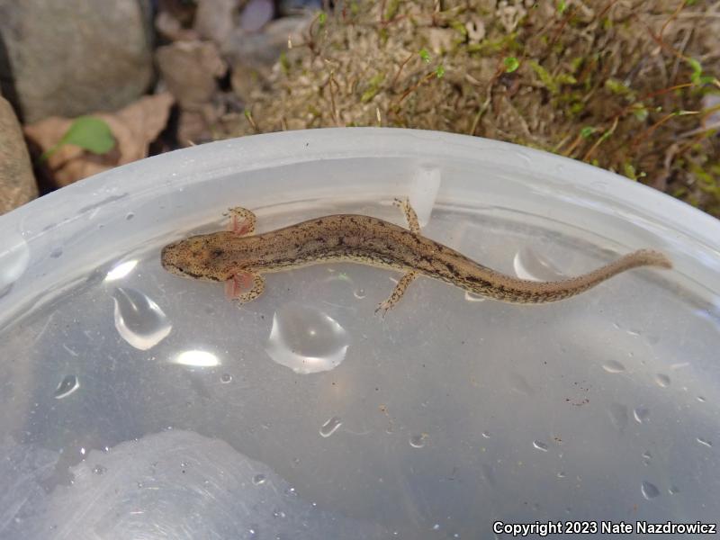 Northern Two-lined Salamander (Eurycea bislineata)