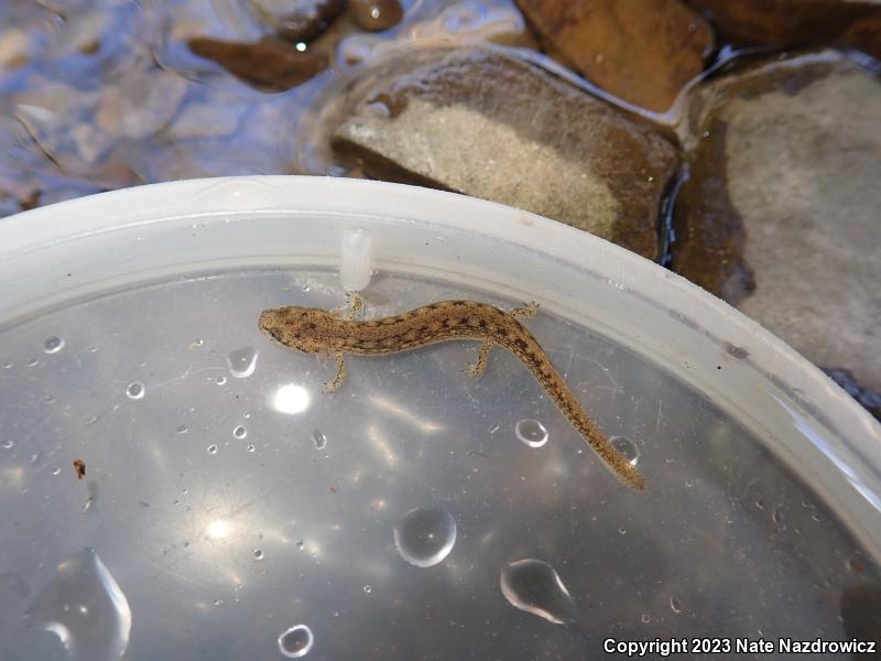 Northern Two-lined Salamander (Eurycea bislineata)