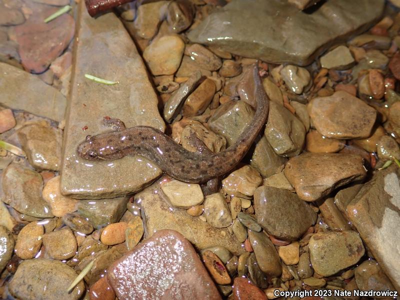 Northern Dusky Salamander (Desmognathus fuscus)