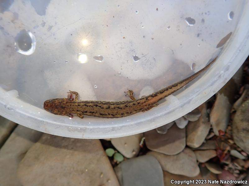 Northern Two-lined Salamander (Eurycea bislineata)