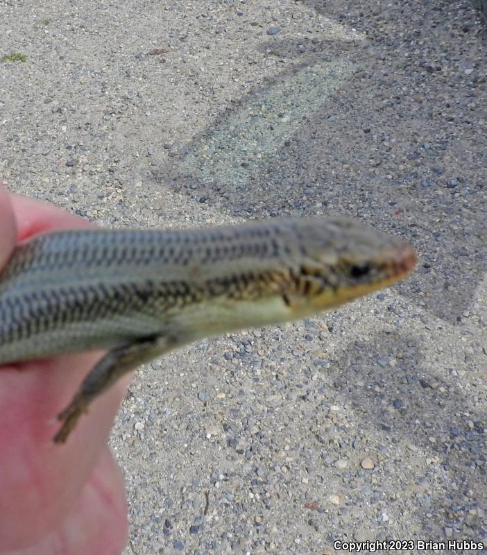 Gilbert's Skink (Plestiodon gilberti)