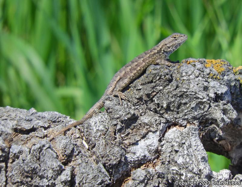 San Joaquin Fence Lizard (Sceloporus occidentalis biseriatus)