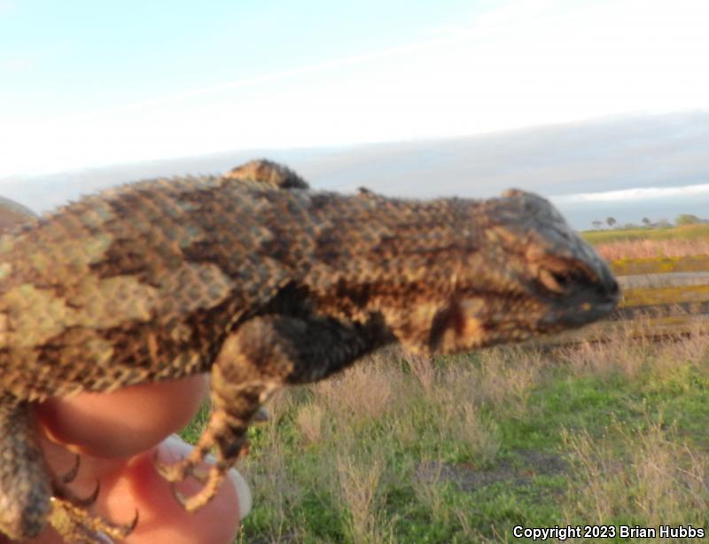 San Joaquin Fence Lizard (Sceloporus occidentalis biseriatus)