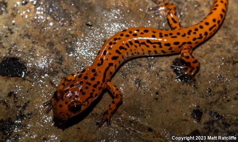 Cave Salamander (Eurycea lucifuga)