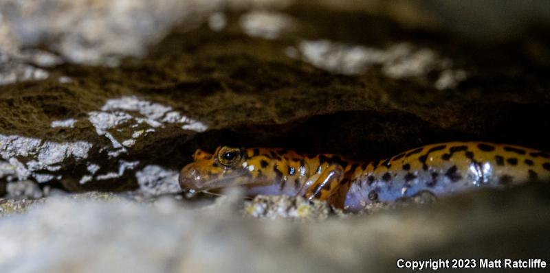 Cave Salamander (Eurycea lucifuga)