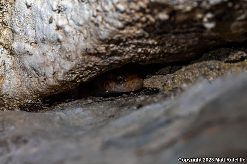 Cave Salamander (Eurycea lucifuga)