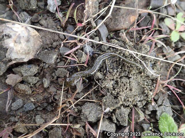 Speckled Black Salamander (Aneides flavipunctatus flavipunctatus)