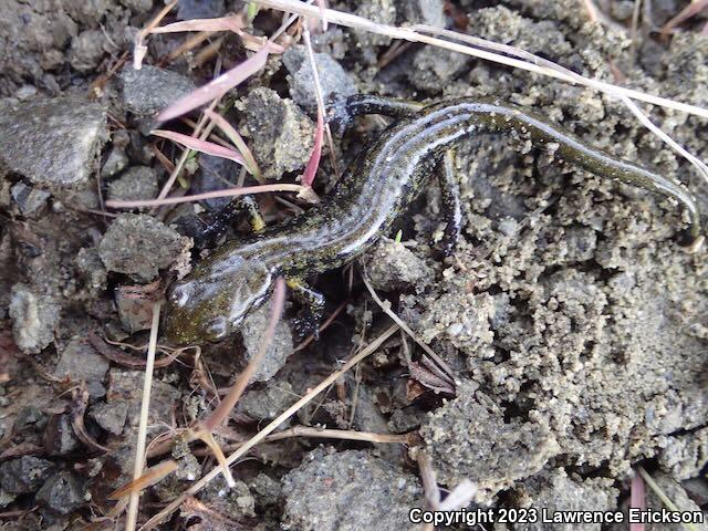 Speckled Black Salamander (Aneides flavipunctatus flavipunctatus)